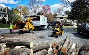 Best Fruit Tree Pruning  in Lower Burrell, PA