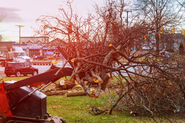 Best Arborist Consultation Services  in Lower Burrell, PA
