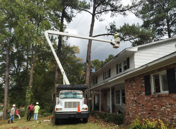 Best Tree Preservation Services  in Lower Burrell, PA
