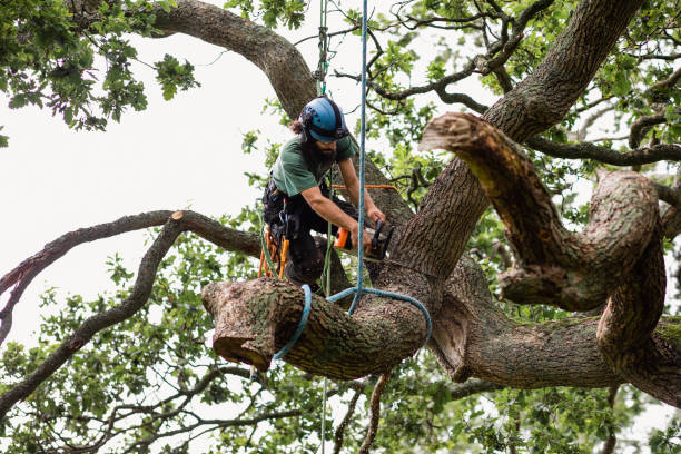 How Our Tree Care Process Works  in  Lower Burrell, PA