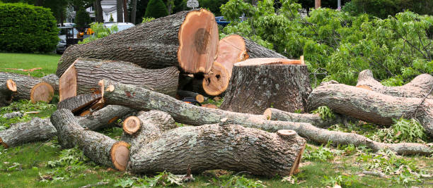 Best Tree Mulching  in Lower Burrell, PA