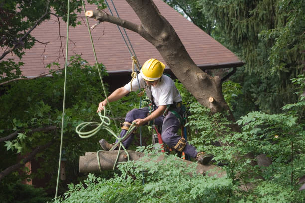 Reliable Lower Burrell, PA Tree Care Solutions